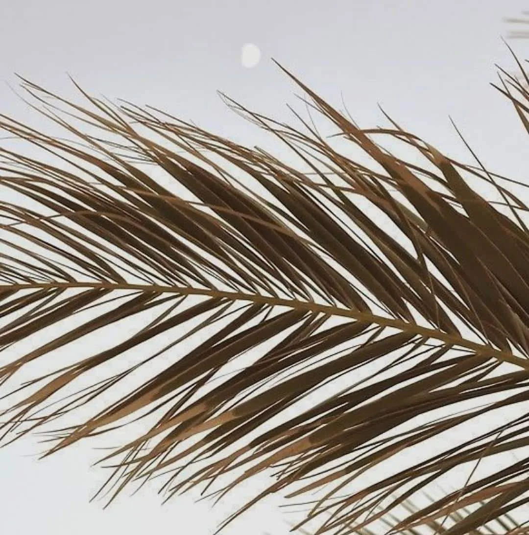 Sunlit palm frond against a pale sky — warm Camberwell mood